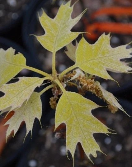 Quercus rubra 'Golden Dragon'