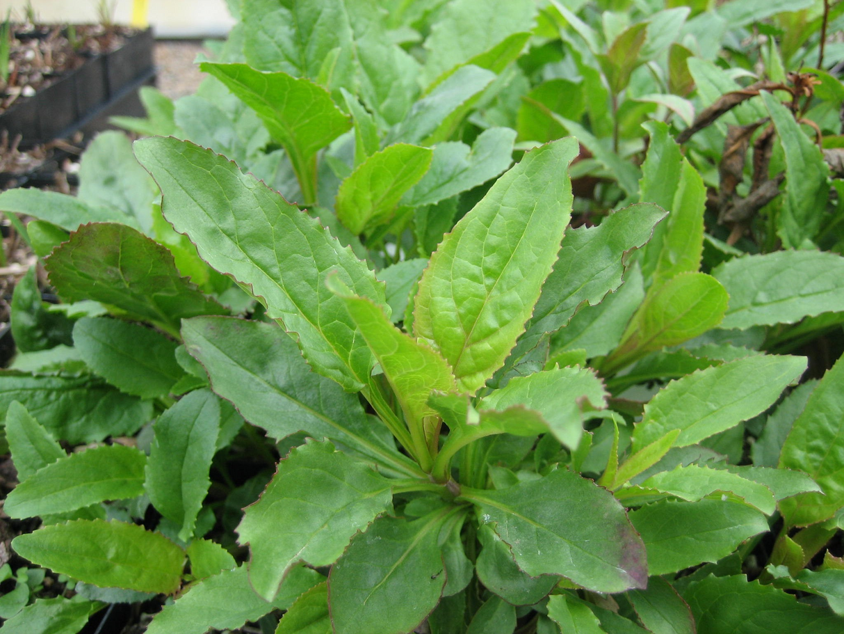 Penstemon serrulatus