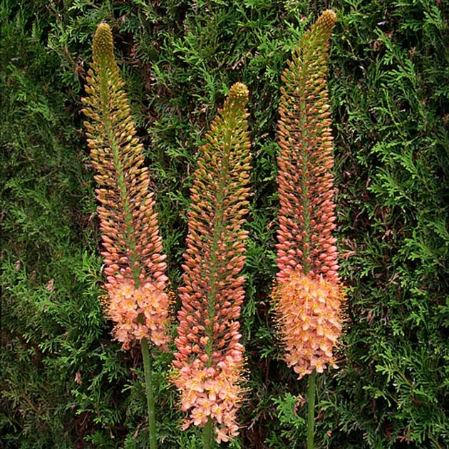 Eremurus - Copper (Foxtail Lily)