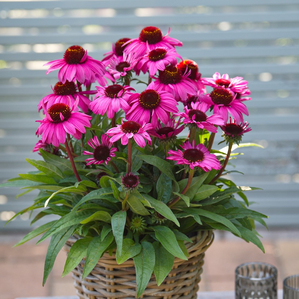Echinacea 'Vintage Hot Pink'