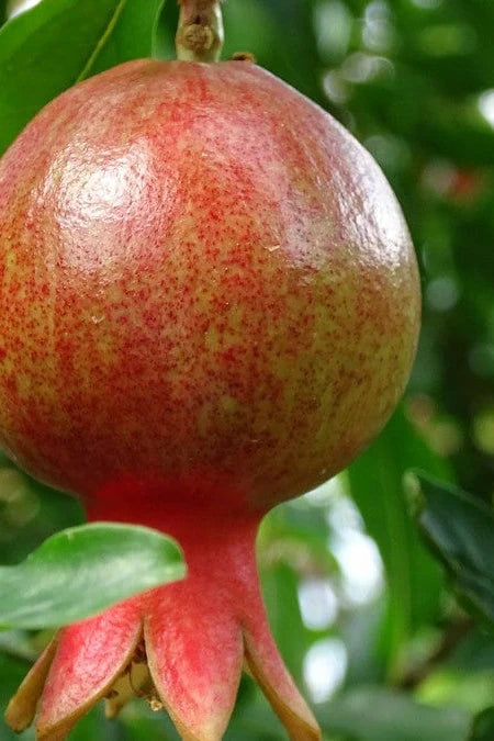 Punica granatum 'Salavatski' (Pomegranate)