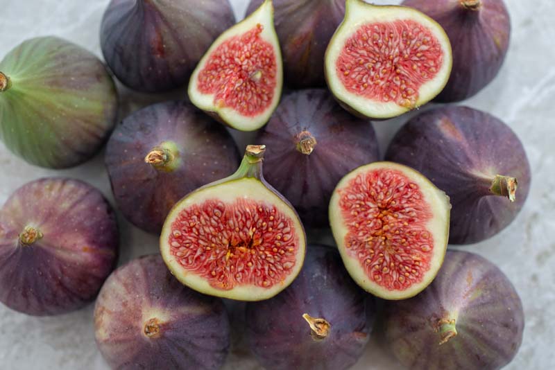 Ficus carica 'LSU Purple' (Fig)