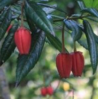 Crinodendron hookerianum (Chilean Lantern Tree)