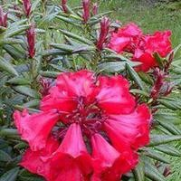 Rhododendron 'Hill's Bright Red'