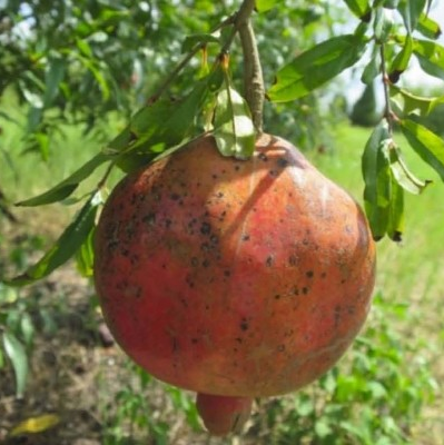 Punica granatum 'Shirin Pust Ghermez Saveh' (Pomegranate)