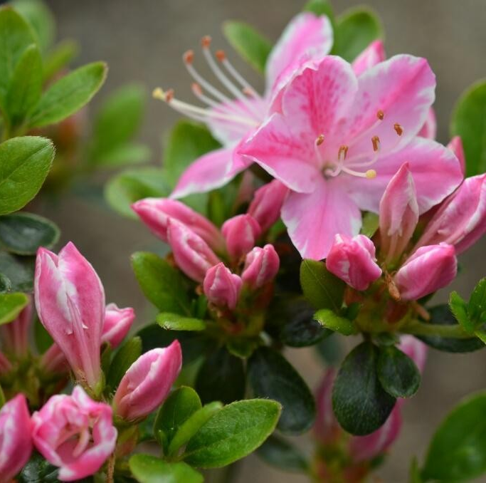 Azalea japonica 'Kermesina Rose'