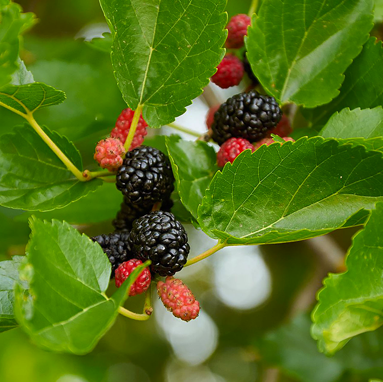 Morus rotundiloba 'Mojo Berry' (Dwarf Mulberry)