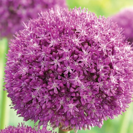 Allium 'Ambassador' (Ornamental Onion)