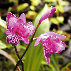 Bletilla striata 'Tri-Lips' (Hardy Orchid)