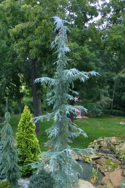 Cedrus deodora 'Eisregen' (Ice Rain Himalayan Cedar)