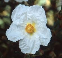 Cistus x cyprius var. ellipticus 'Elma'
