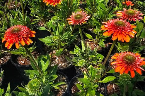 Echinacea Delightful 'Tropics' (Tropics Coneflower)