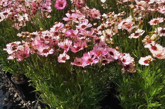 Coreopsis verticillata Nova 'Opal' (Tickseed)