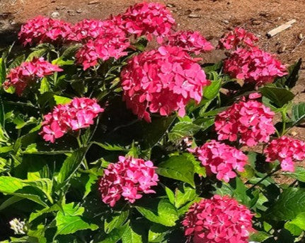 Hydrangea macrophylla 'Hornli'