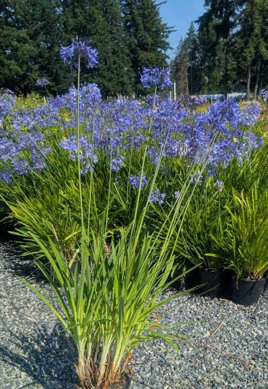 Agapanthus seedling (Lily of the Nile)