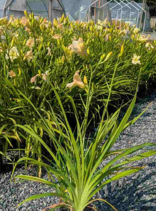 Hemerocallis 'White Temptation'