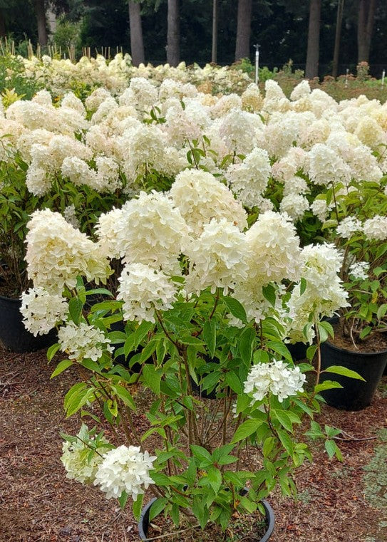 Hydrangea paniculata 'Skyfall' / 'Frenne'