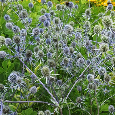 Eryngium variifolium 'Miss Marble' (Moroccan Sea Holly)