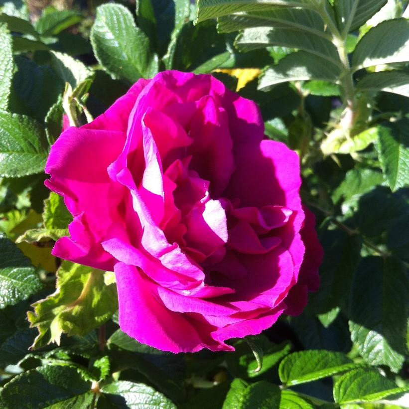 Rosa 'Scarlet Pavement'