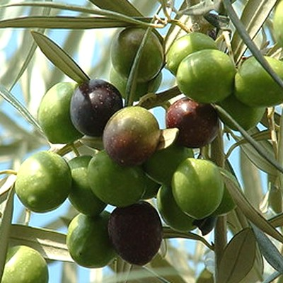 Olea europaea 'Chemlali' (Olive)