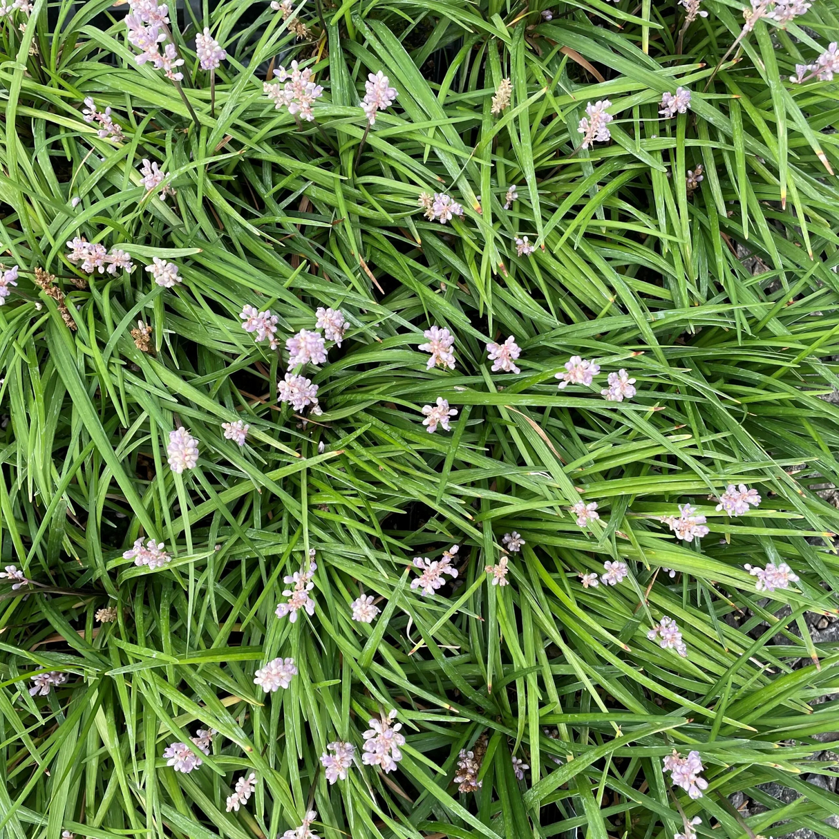 Liriope muscari 'LIRF' Isabella
