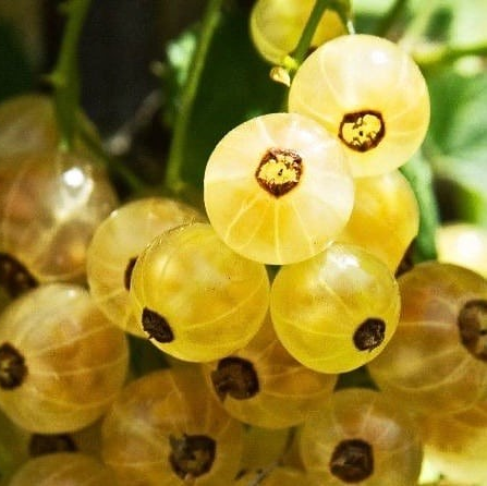 Ribes White (Currant)