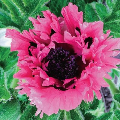 Papaver orientale 'Pink Perfection' (Pink Perfection Poppy)