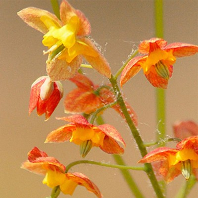 Epimedium x warleyense 'Orange Queen'