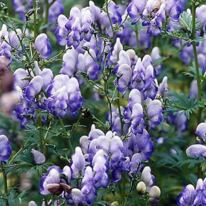Aconitum carmichaelii 'Cloudy' (Monkshood)