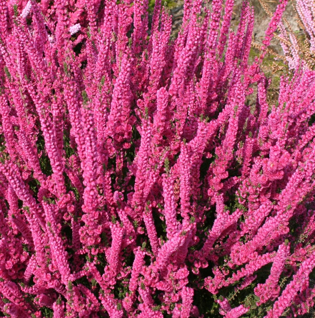 Calluna vulgaris 'Jana' (Heather)