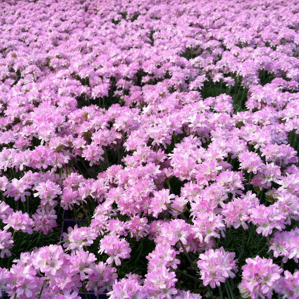Armeria maritima 'Victor Reiter' (Sea Thrift)