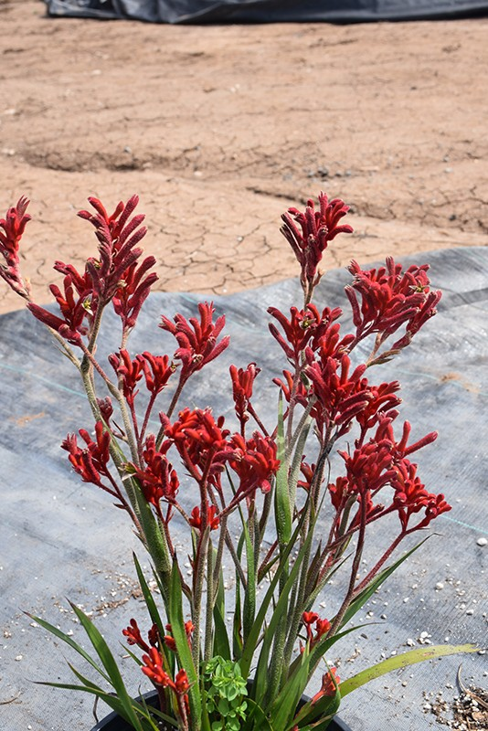 Anigozanthos 'Kanga Cherry' (Kangaroo Paw)