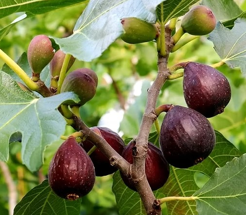 Ficus carica 'Violette de Bordeaux' (Fig)