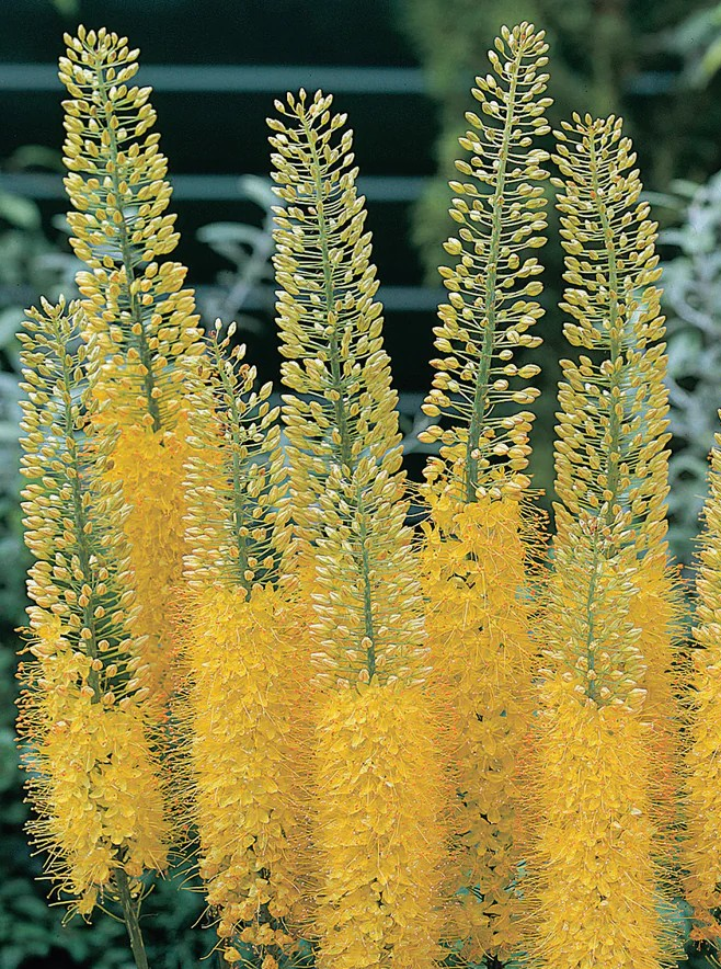 Eremurus - Yellow (Foxtail Lily)
