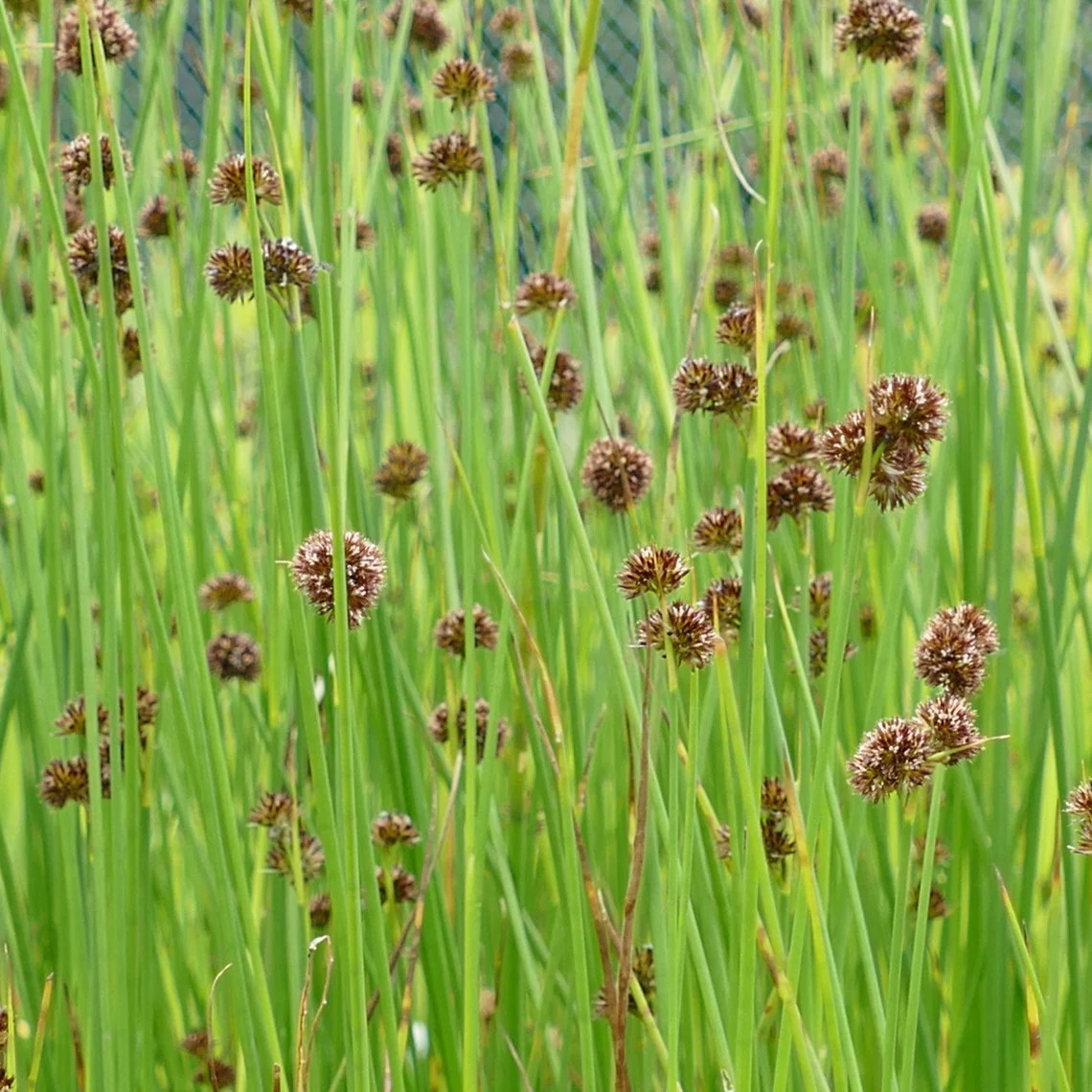 Juncus ensifolius (Dagger-leaf Rush)