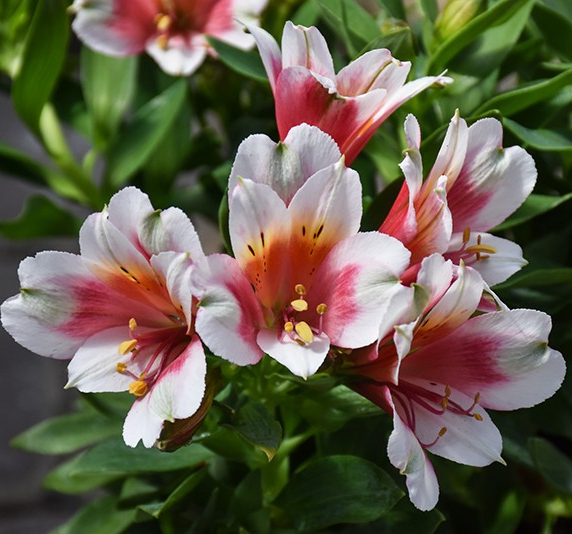 Alstroemeria 'Inca Lucky' (Dwarf Peruvian Lily)(white, pink)