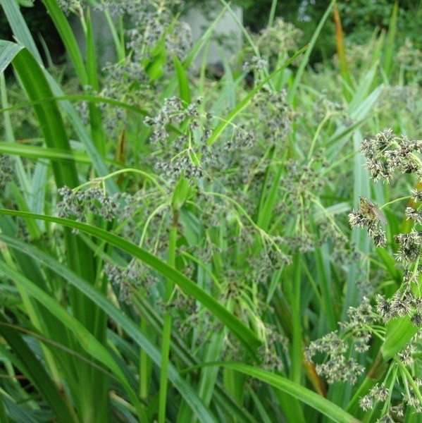 Scirpus microcarpus