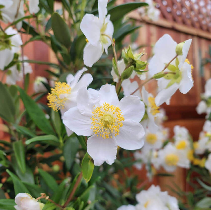 Carpenteria californica 'Elizabeth' (Bush / Tree Anemone)