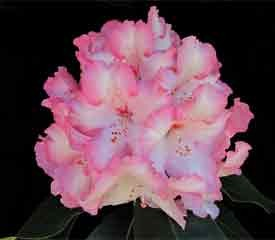 Rhododendron 'Point Defiance'