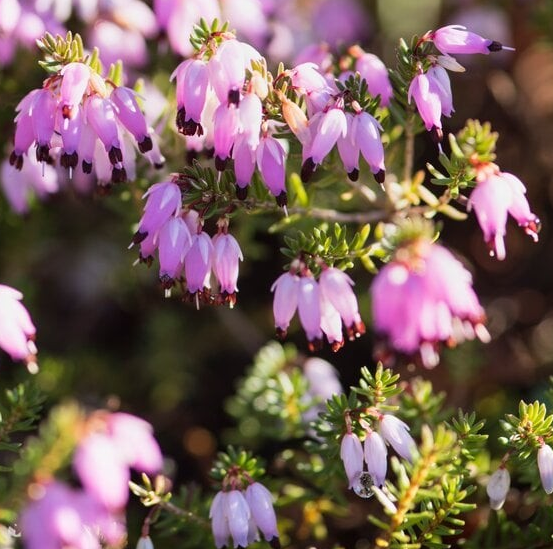 Erica carnea 'December Red'