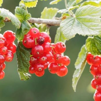 Ribes spicatum 'Pomona'