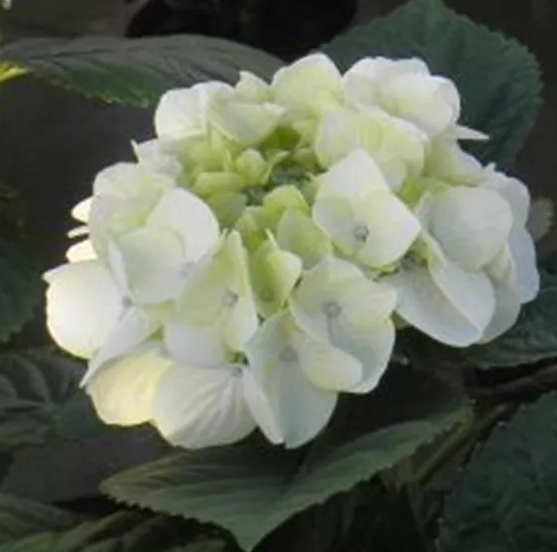 Hydrangea macrophylla 'White Spirit'