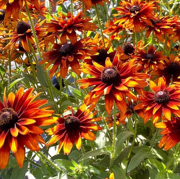 Rudbeckia 'Summer Sienna' (Sweet Coneflower)