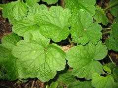Tellima grandiflora (Fringe Cups)