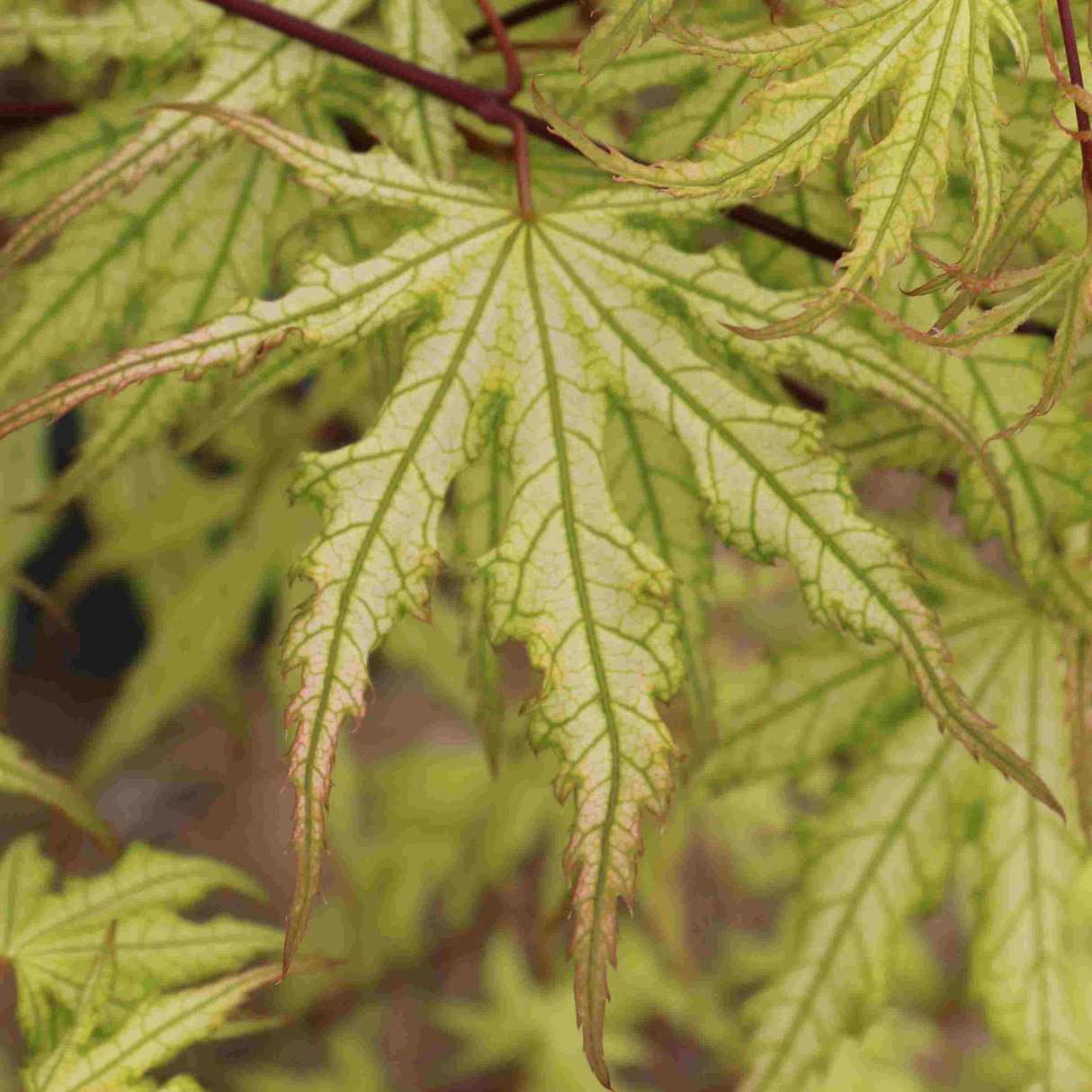 Acer palmatum 'Ghost Dancer' (Japanese Maple)