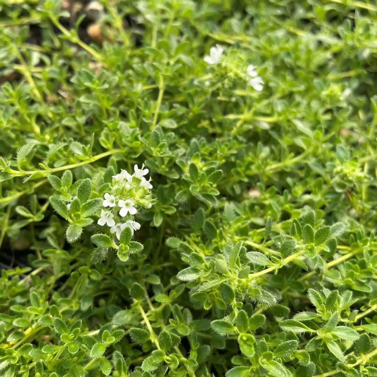 Thymus serpyllum 'Snowdrift' (White Creeping Thyme)