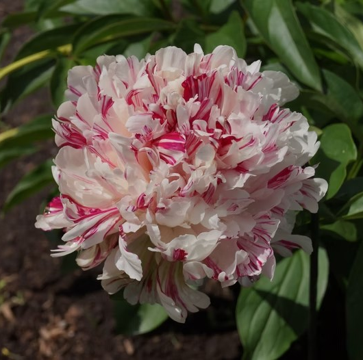 Paeonia lactiflora 'Kirinmaru'