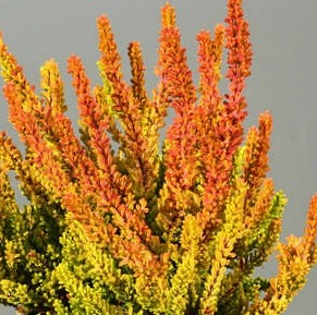 Calluna vulgaris 'Zoe' (Heather)
