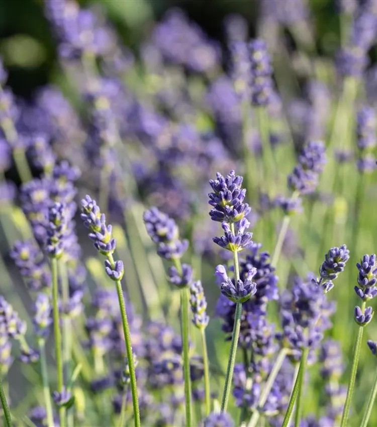 Lavandula 'Blue Spirit Purple Blue'