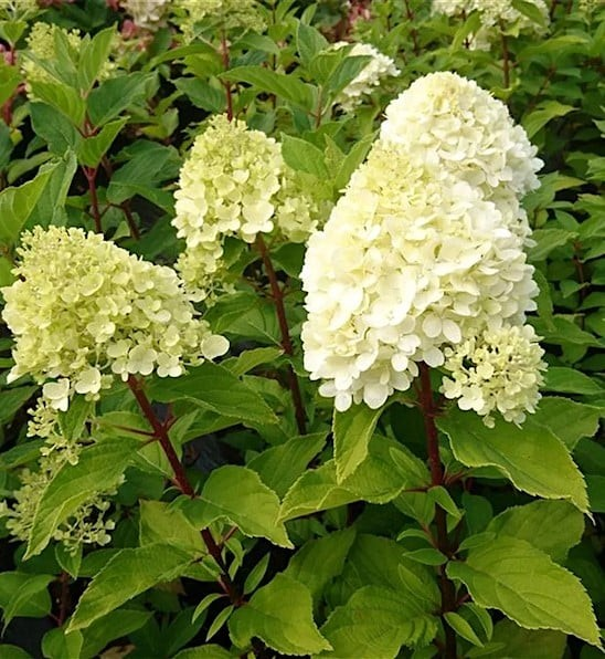 Hydrangea paniculata 'Mojito' / 'GRHP10'